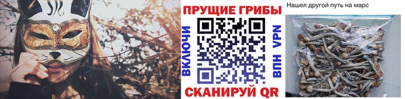 Псилоцибиновые грибы Cubensis Плавск